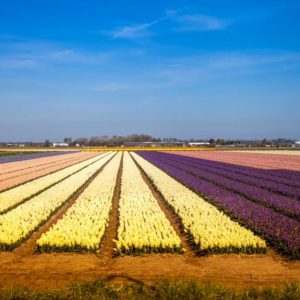 21/4/2016 Balade à vélo au Keukenhof