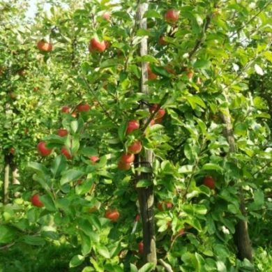 27/09/2017 cueillette de pommes avec les enfants